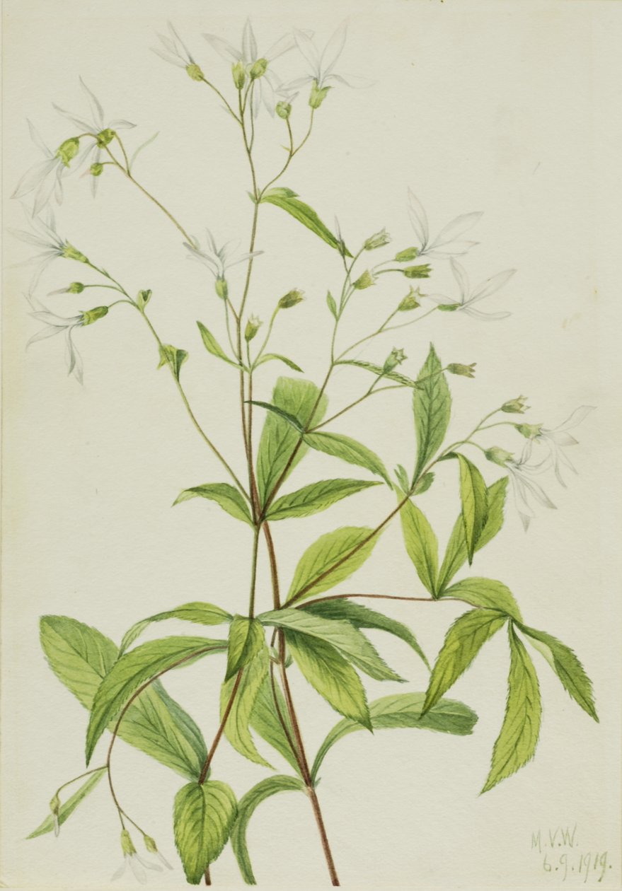 Bowmansroot Porteranthus trifoliatus, 1919. od Mary Vaux Walcott