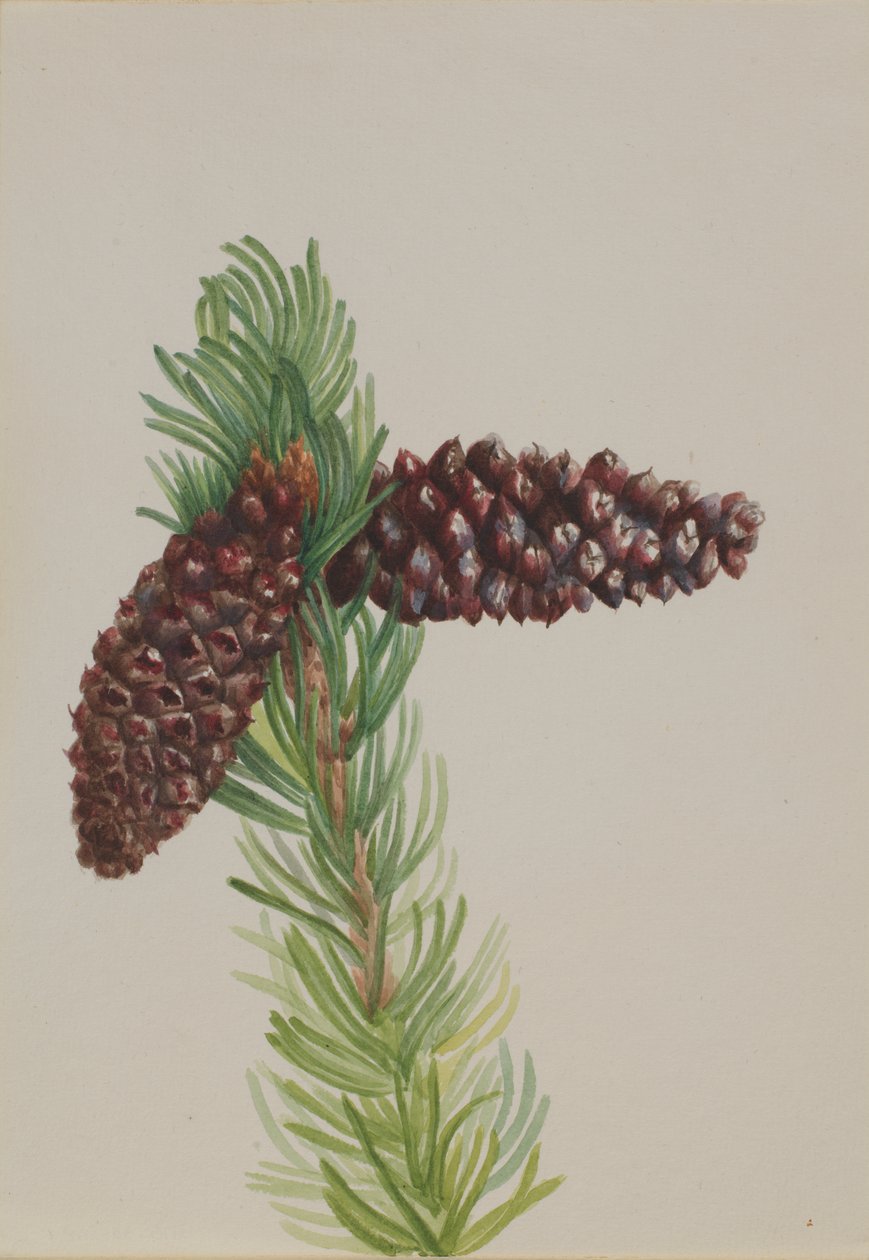 Borovice štětinová Pinus aristata, ca. 30. léta 20. století. od Mary Vaux Walcott