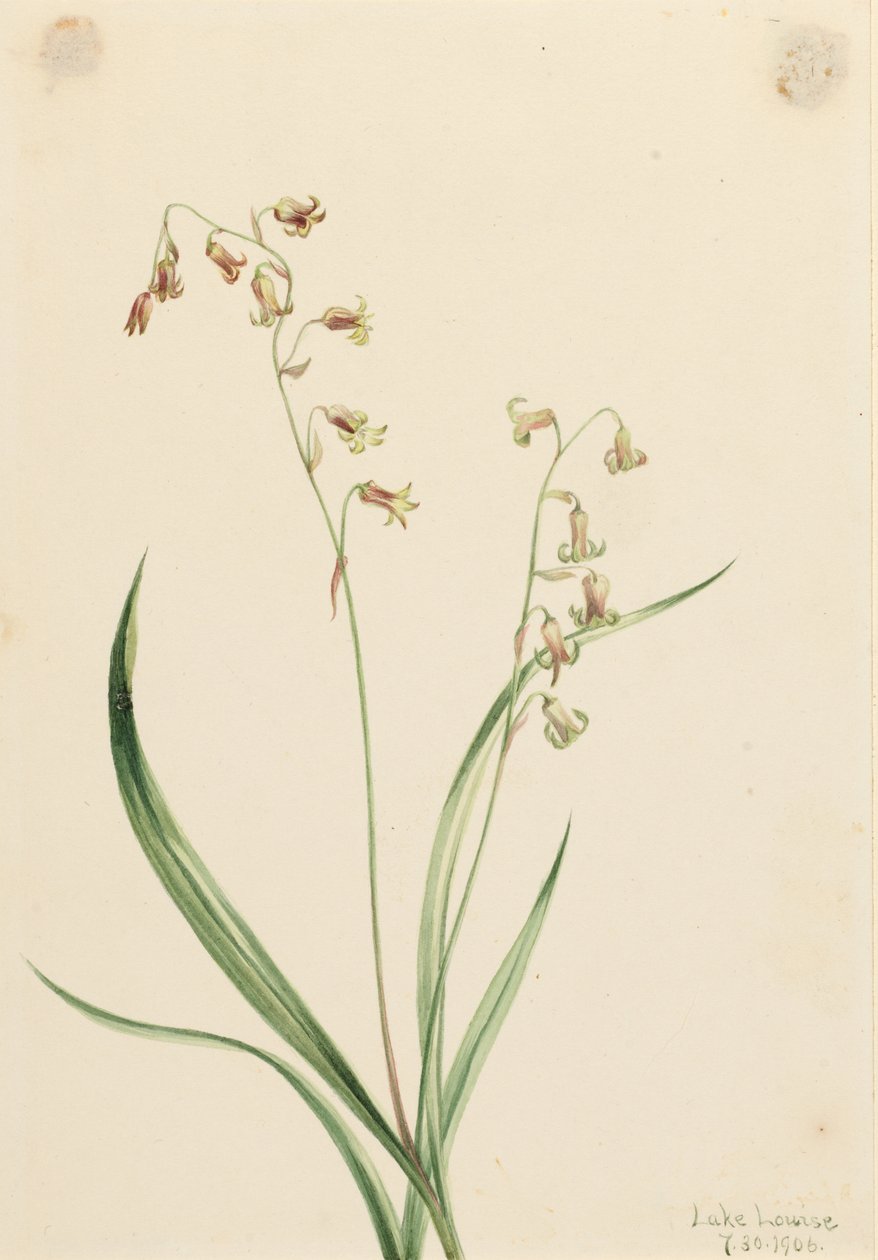 Bronzovky (Stenanthium occidentale) od Mary Vaux Walcott