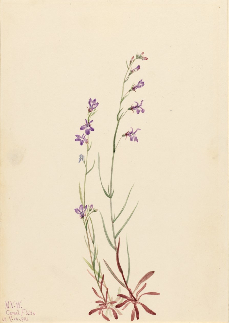 Lobelka potoční (Lobelia kalmii) od Mary Vaux Walcott