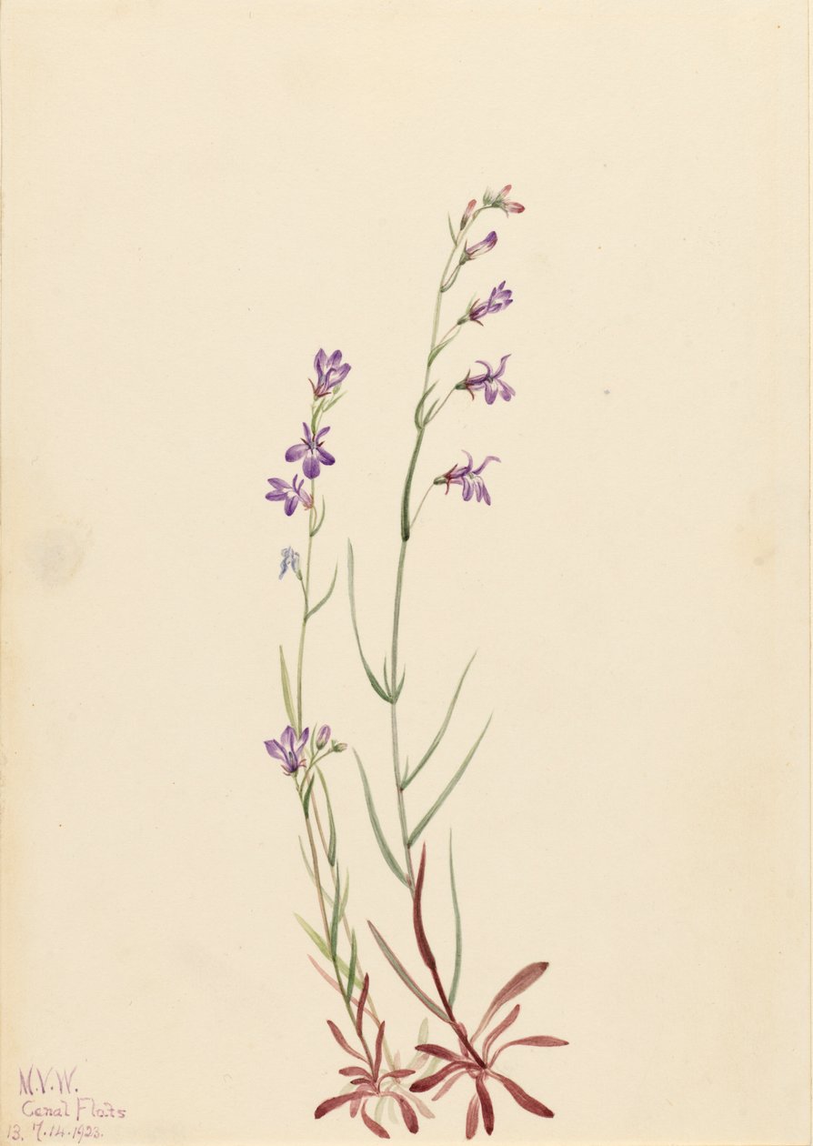 Brook Lobelia Lobelia kalmii, 1923. od Mary Vaux Walcott