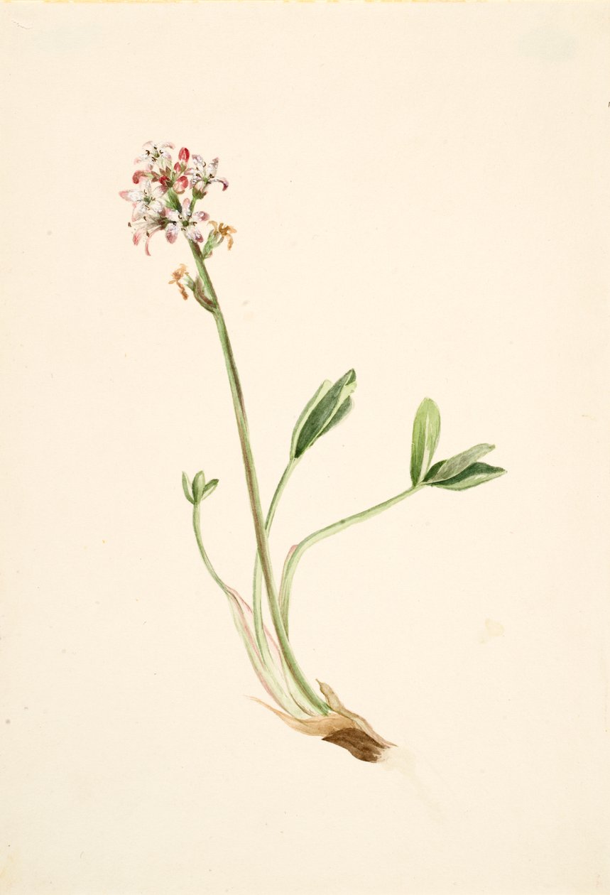 Buckbean Menyanthes trifoliata, ca. 1900-1920. od Mary Vaux Walcott