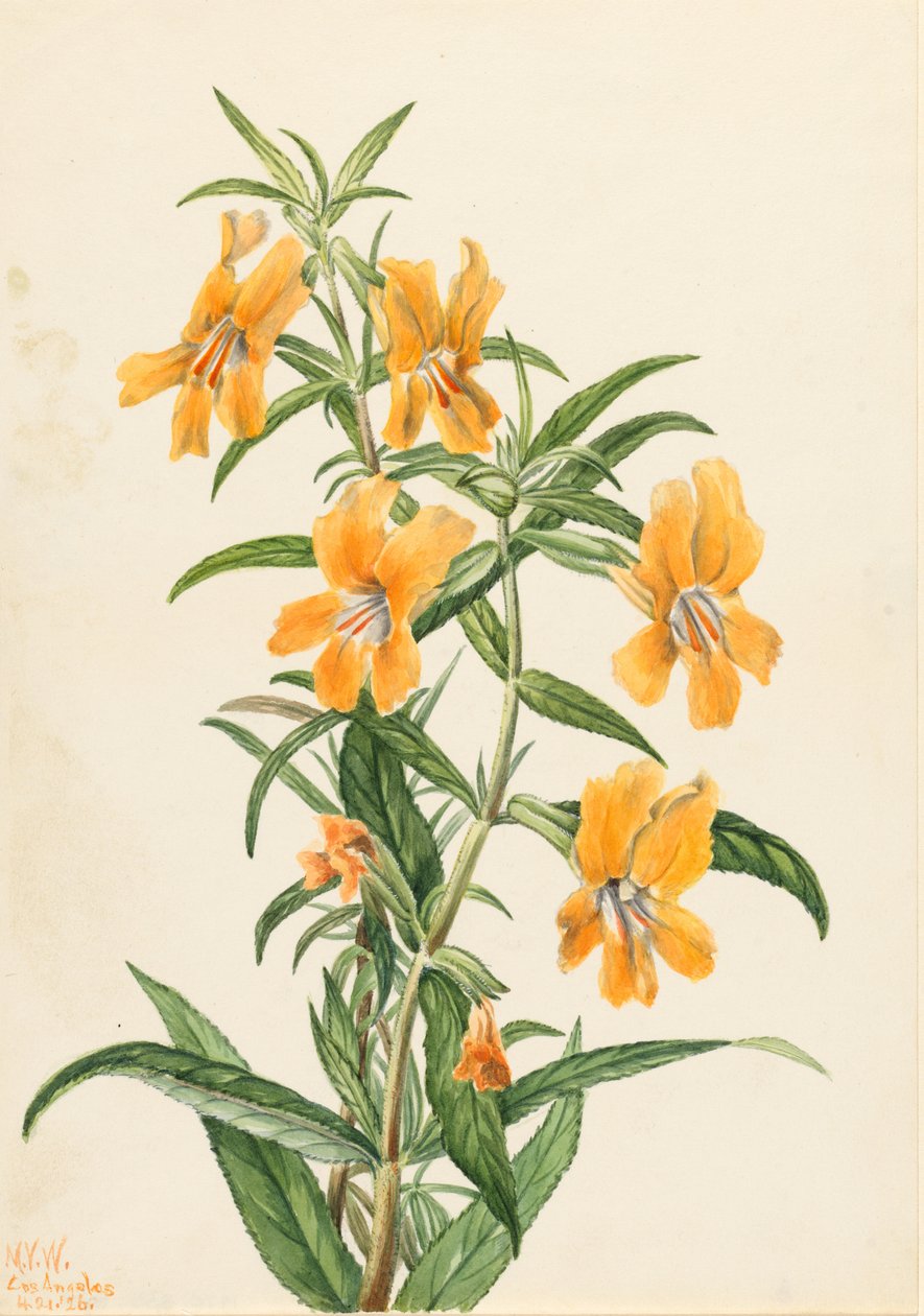 Opičník dloukokvětý (Diplacus longiflorus) od Mary Vaux Walcott