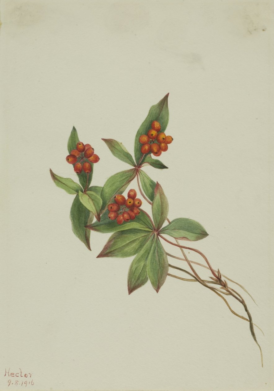 Dřín kanadský (Cornus canadensis) od Mary Vaux Walcott