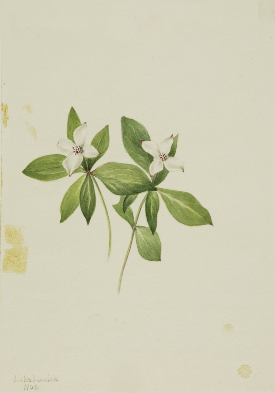 Dřín kanadský (Cornus canadensis) od Mary Vaux Walcott