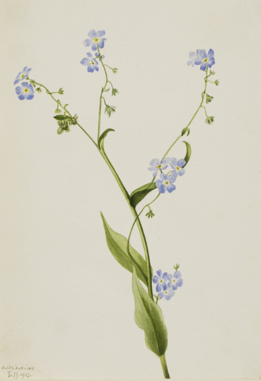 Bur-forget-me-not Lappula diffusa, 1903. od Mary Vaux Walcott