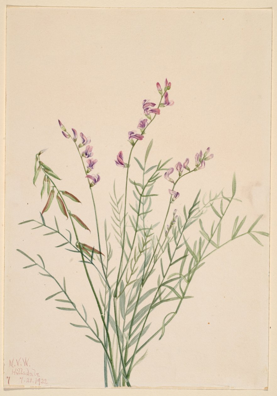Kozinec bourgovský (Astragalus bourgovii) od Mary Vaux Walcott