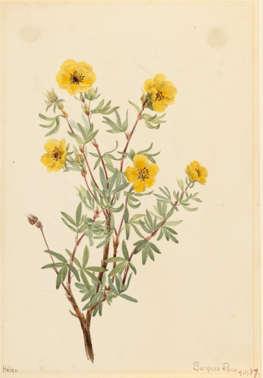 Mochna keřová Potentilla fruticosa, 1917. od Mary Vaux Walcott