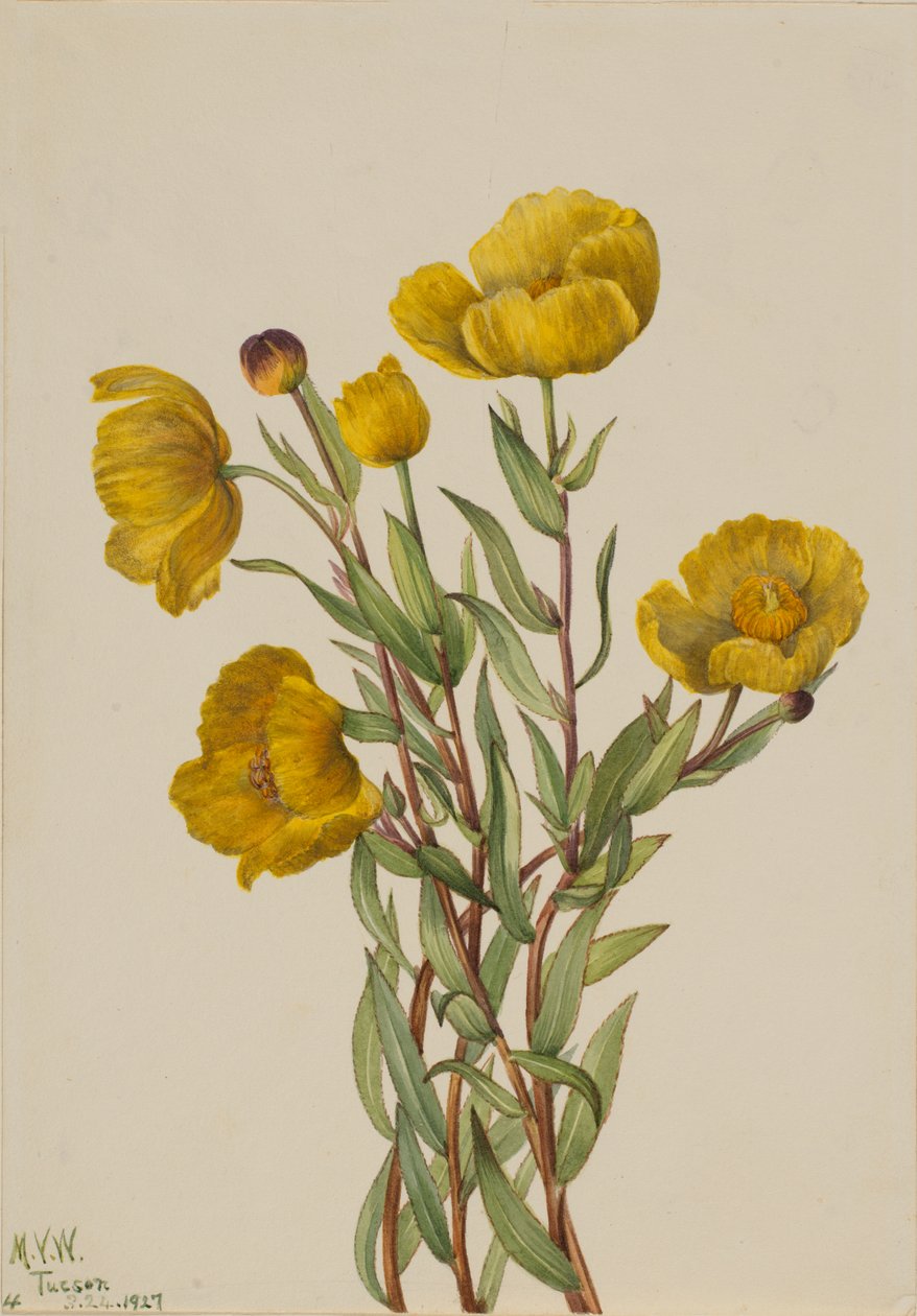 Bushpoppy Dendromecon rigidum, 1927. od Mary Vaux Walcott