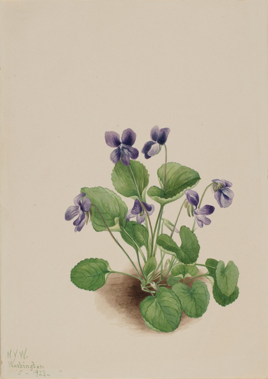 Motýlí violka Viola papilionacea, 1923. od Mary Vaux Walcott