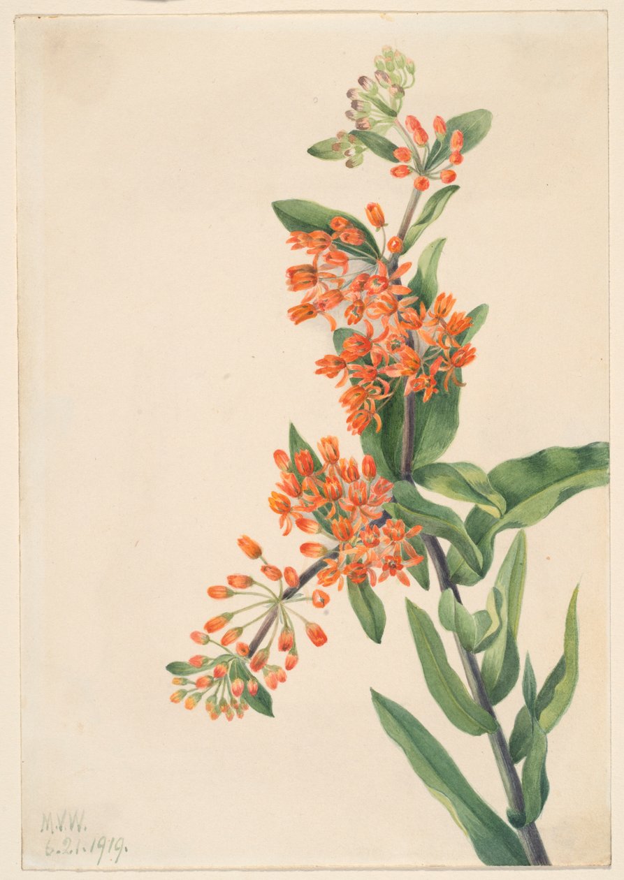 Motýlí tráva (Ascelpias tuberosa) od Mary Vaux Walcott