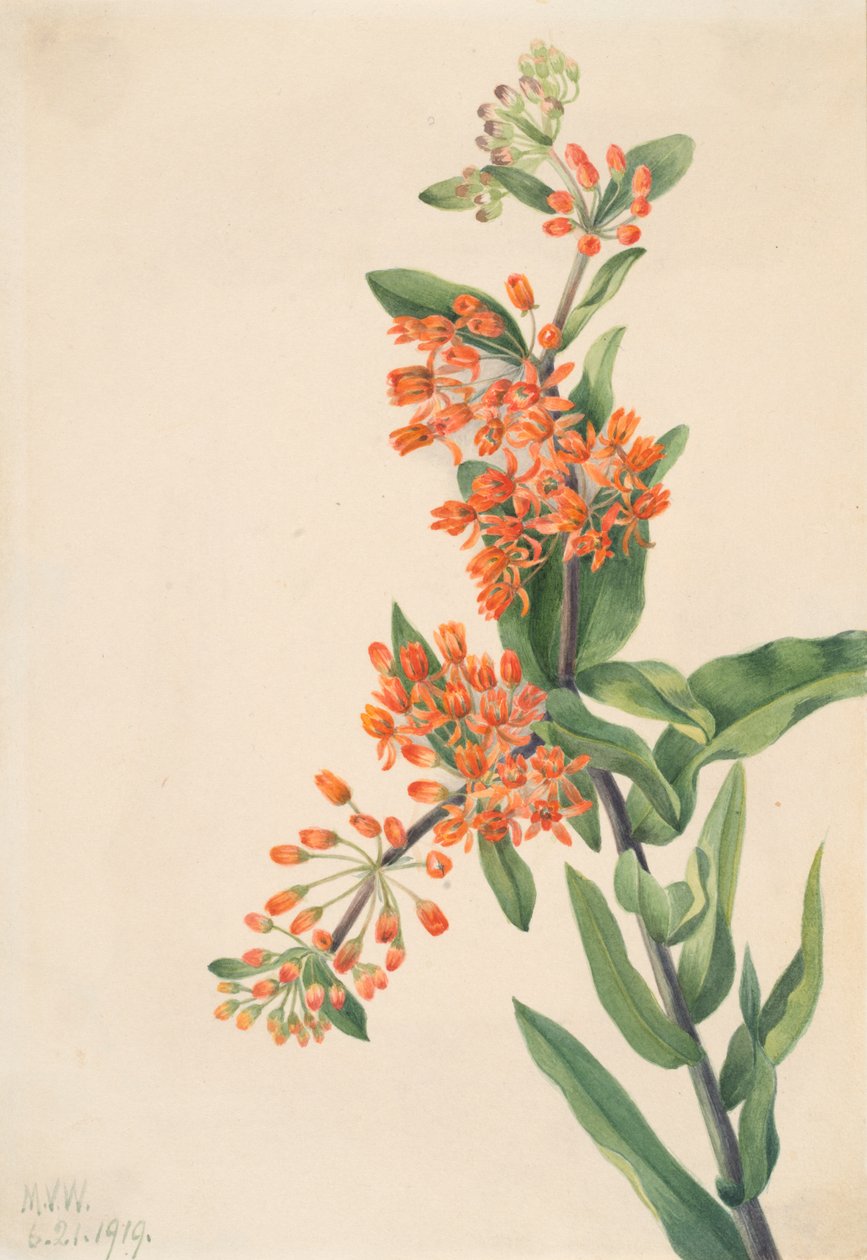 Motýlí plevel Asclepias tuberosa, 1919. od Mary Vaux Walcott