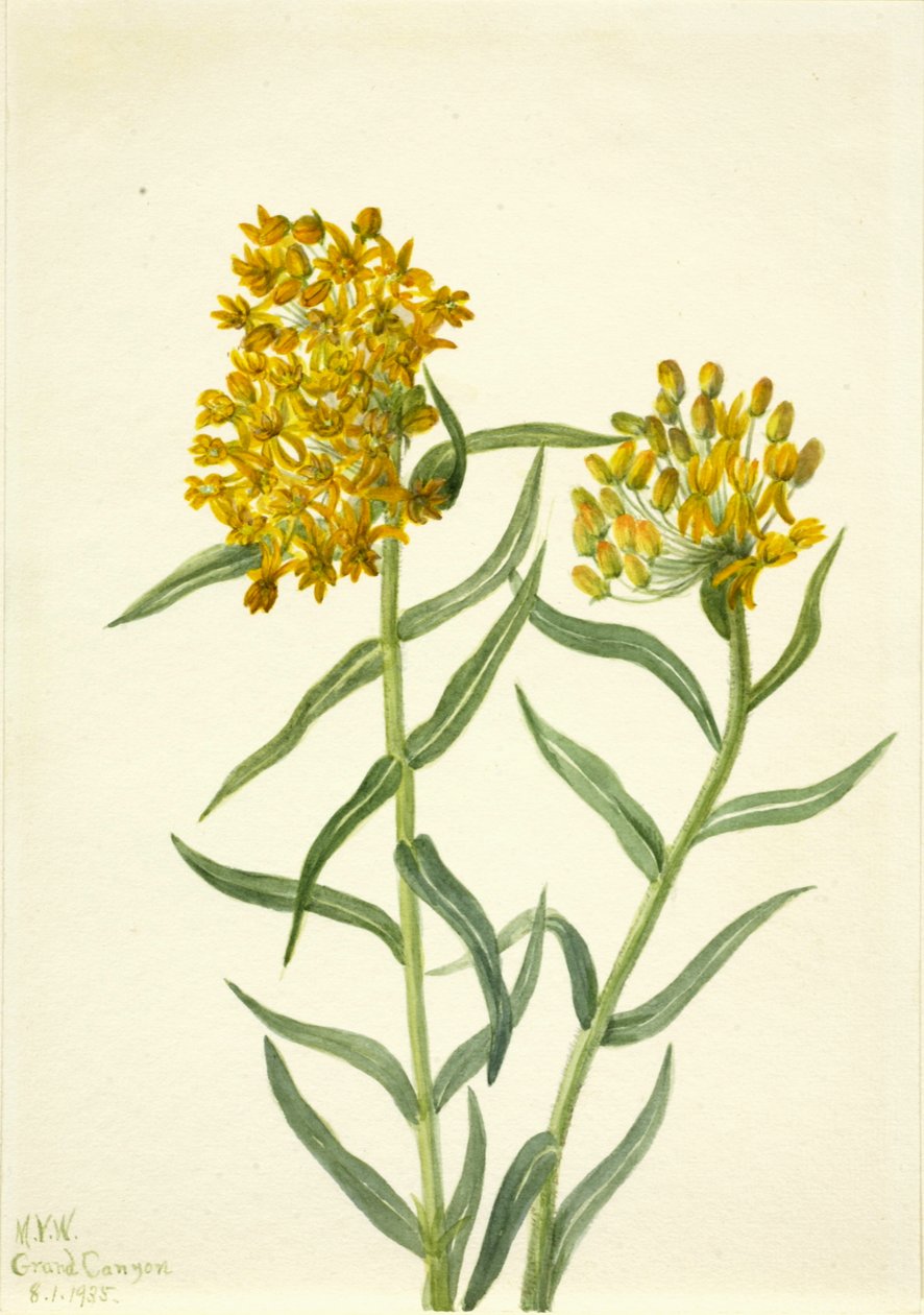 Motýlí plevel Asclepias tuberosa, 1935. od Mary Vaux Walcott