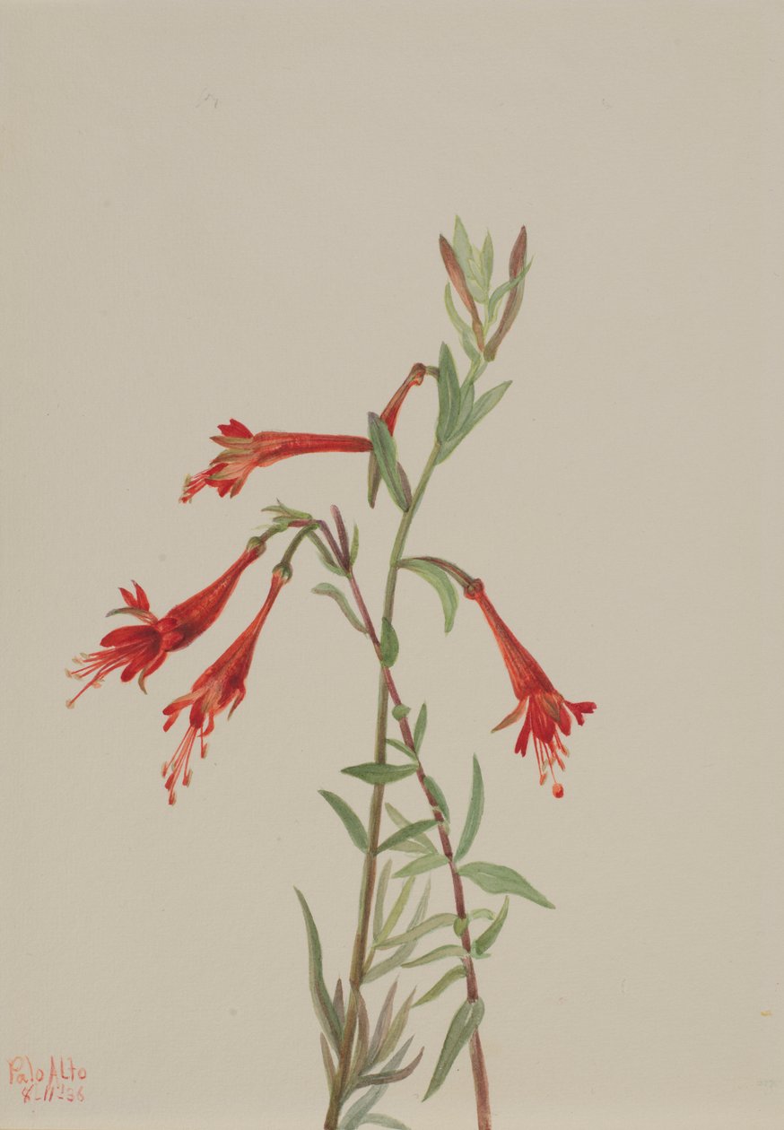Kalifornská fuchsie (Zauschneria californica) od Mary Vaux Walcott