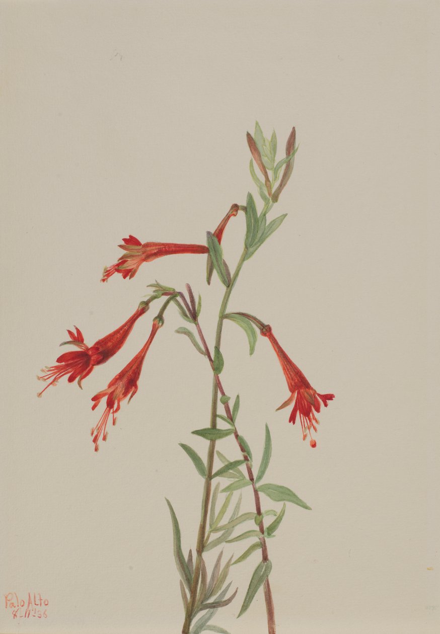 Kalifornie Fuschia Zauschneria californica, 1936. od Mary Vaux Walcott