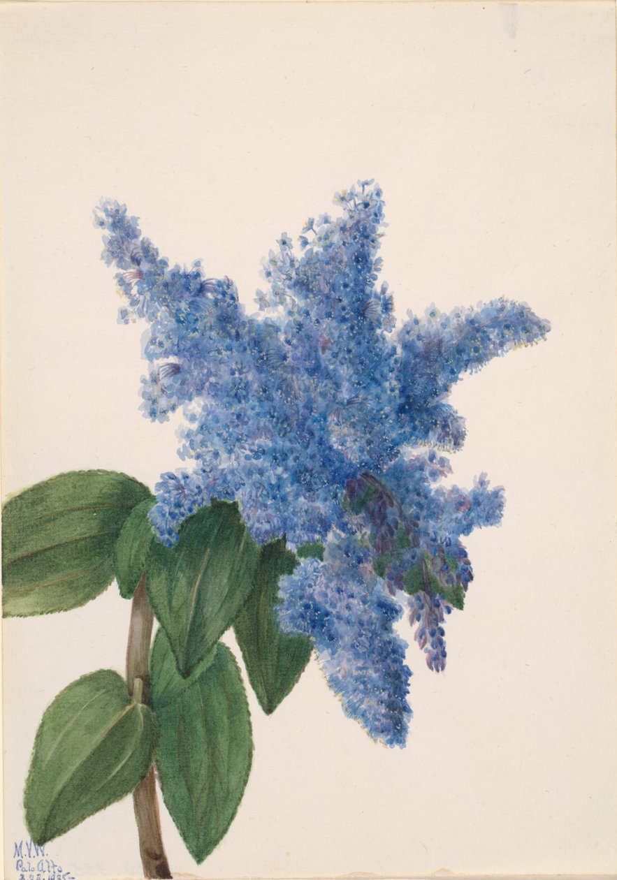 Kalifornský šeřík Ceanothus thyrsiflorus, 1935. od Mary Vaux Walcott
