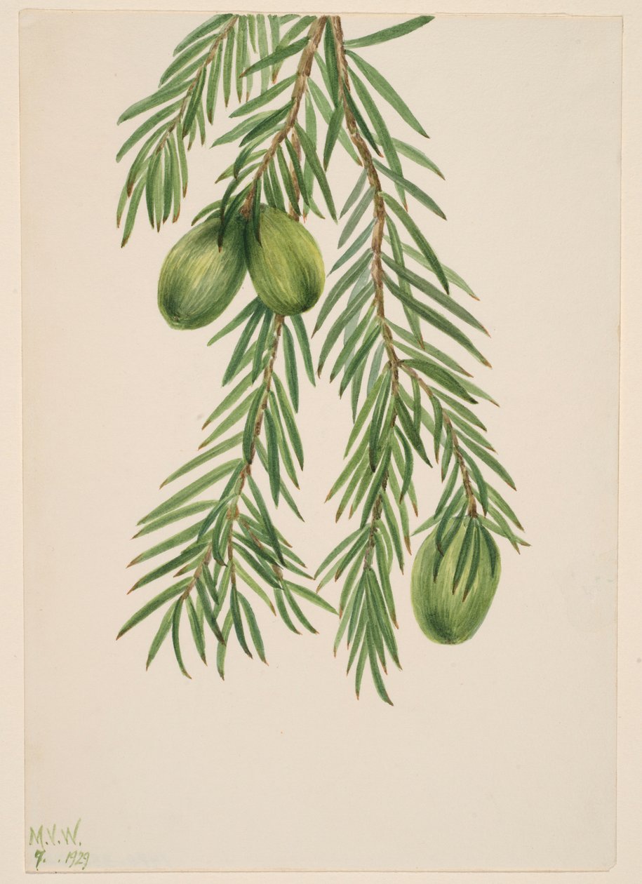 Muškátový oříšek kalifornský (Tumion californicum) od Mary Vaux Walcott