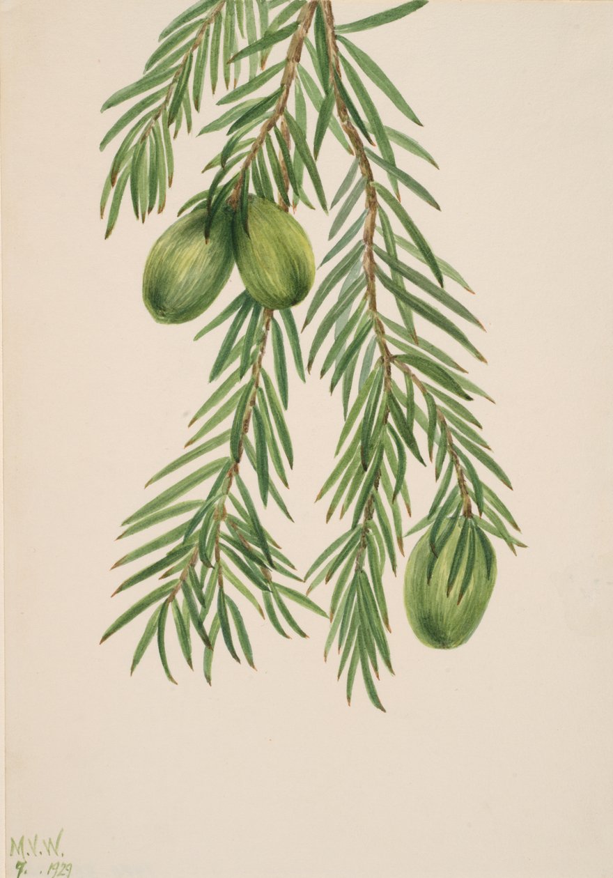 Kalifornský muškát Tumion californicum, 1929. od Mary Vaux Walcott