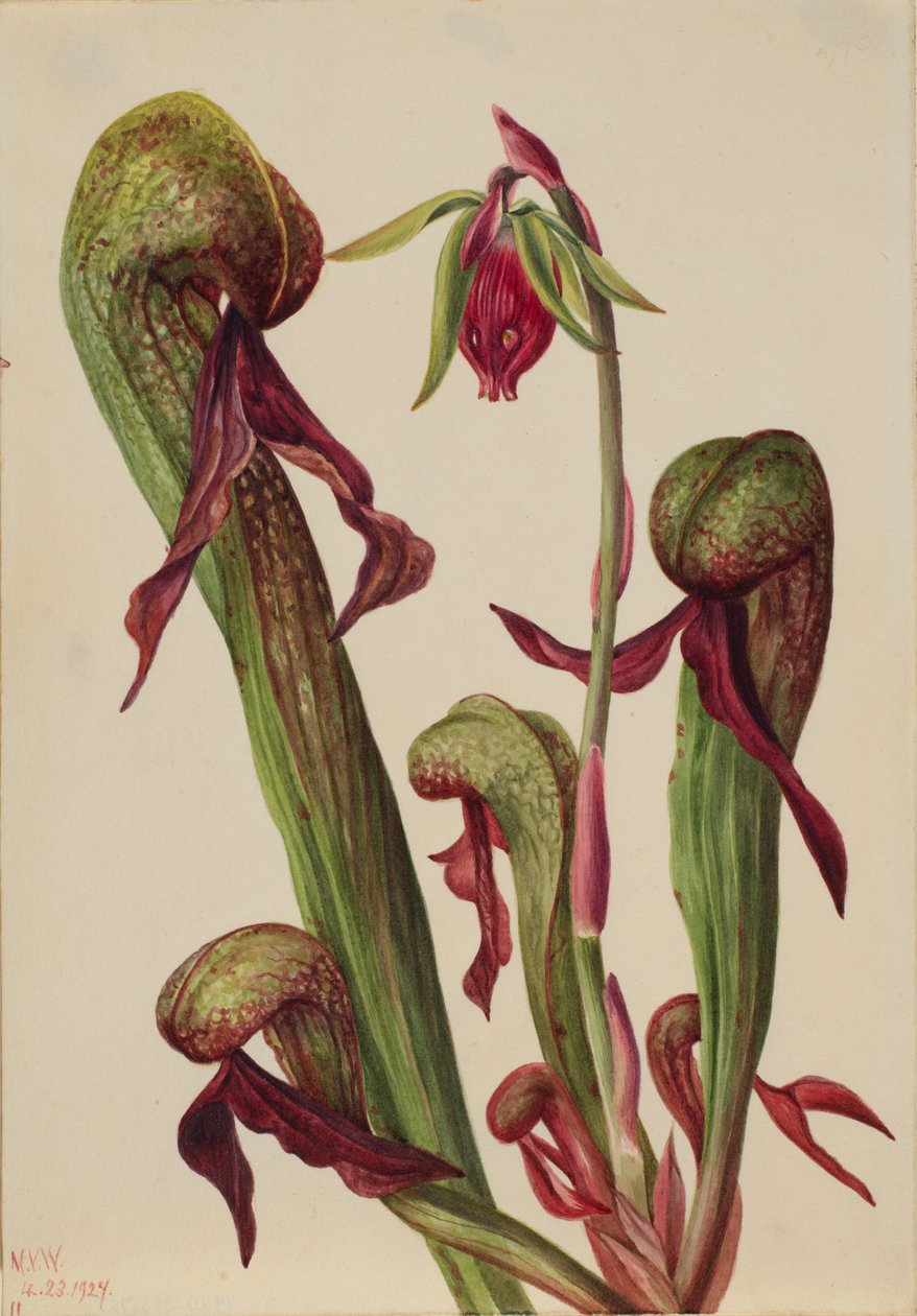 Kalifornská džbánkovitá rostlina (Chrysamphora californica) od Mary Vaux Walcott