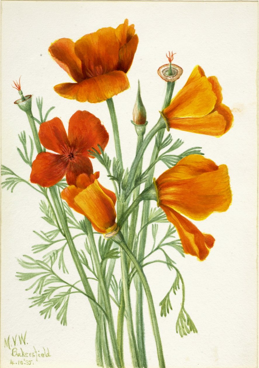 Kalifornský mák (Eschscholtzia californica) od Mary Vaux Walcott