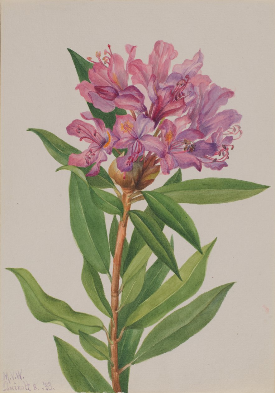 California Rose-Bay Rhododendron californicum, 1933. od Mary Vaux Walcott