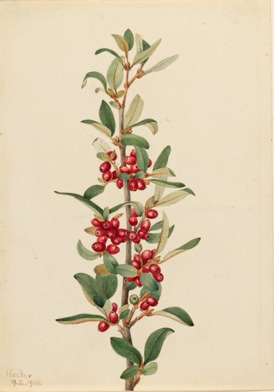 Kanadská buvolí zvěř (Lepargyrea canadensis) od Mary Vaux Walcott