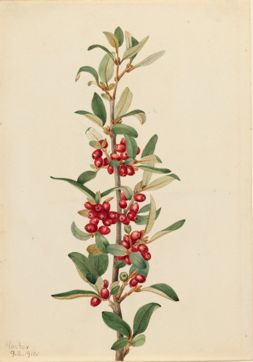 Kanadský buvol Lepargyrea canadensis, 1916. od Mary Vaux Walcott