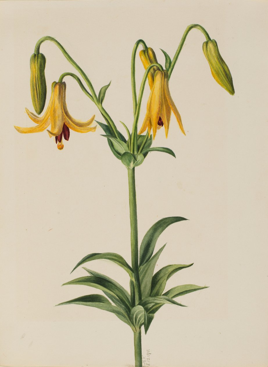 Lilie kanadská (Lilium canadense) od Mary Vaux Walcott