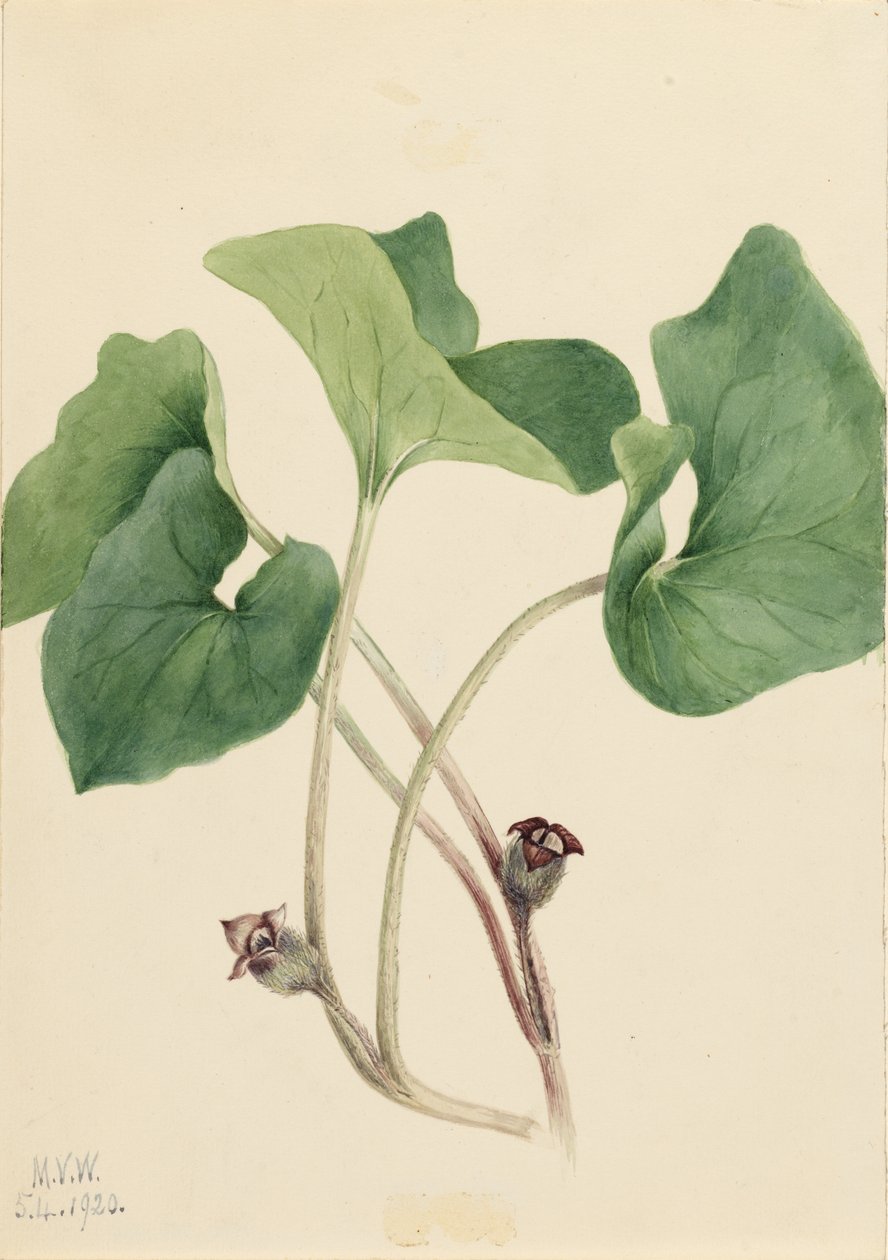 Kanadský divoký zázvor (Asarum canadense) od Mary Vaux Walcott