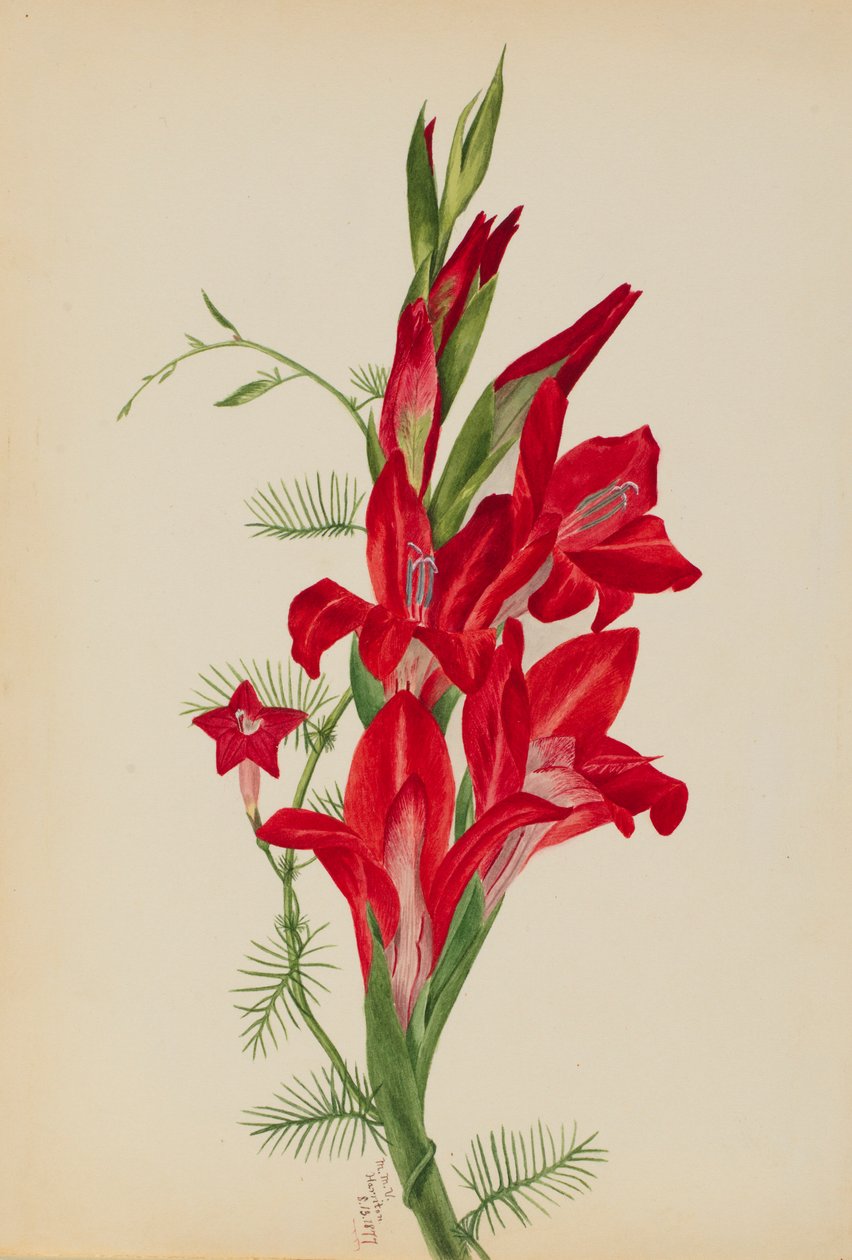 Canna a cypřišek (Canna species a Ipomoea quamoclit) od Mary Vaux Walcott