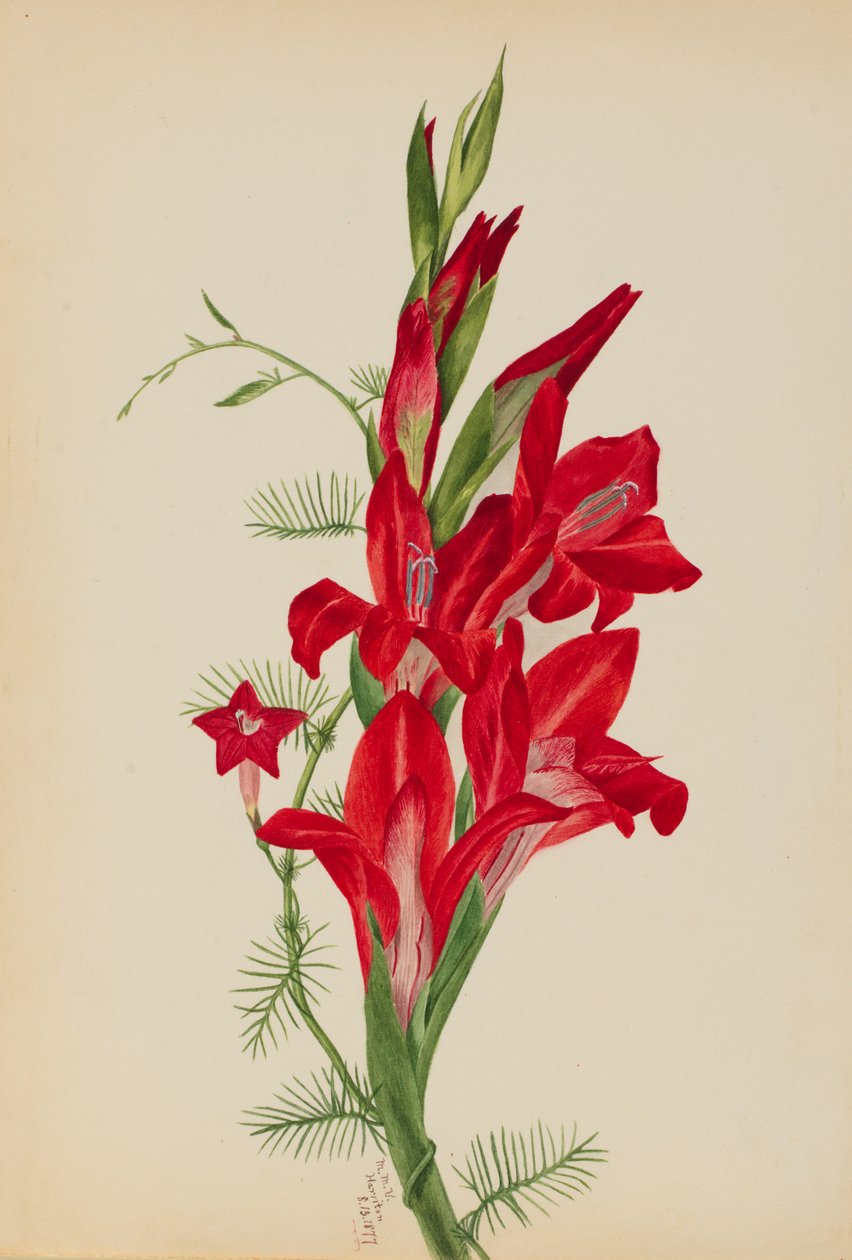 Cannas and Cypress Vine Druhy Canna a Ipomoea quamoclit, 1877. od Mary Vaux Walcott