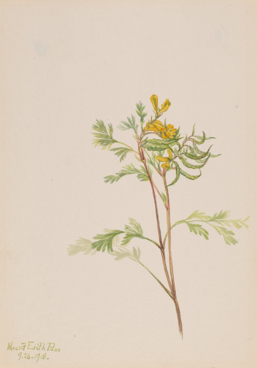 Capnoides aureum, 1918. od Mary Vaux Walcott