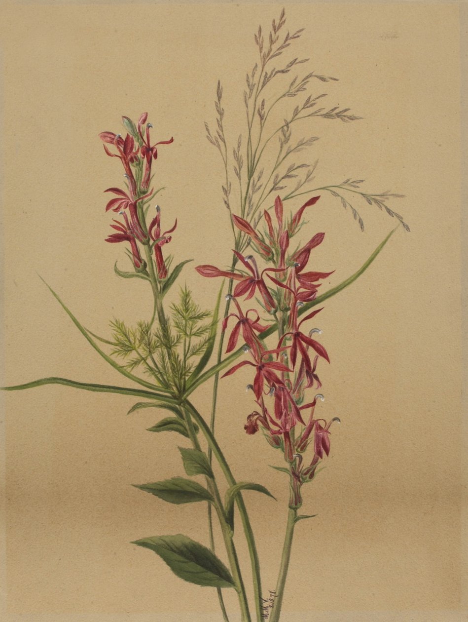 Kardinál (Lobelia cardinalis) od Mary Vaux Walcott
