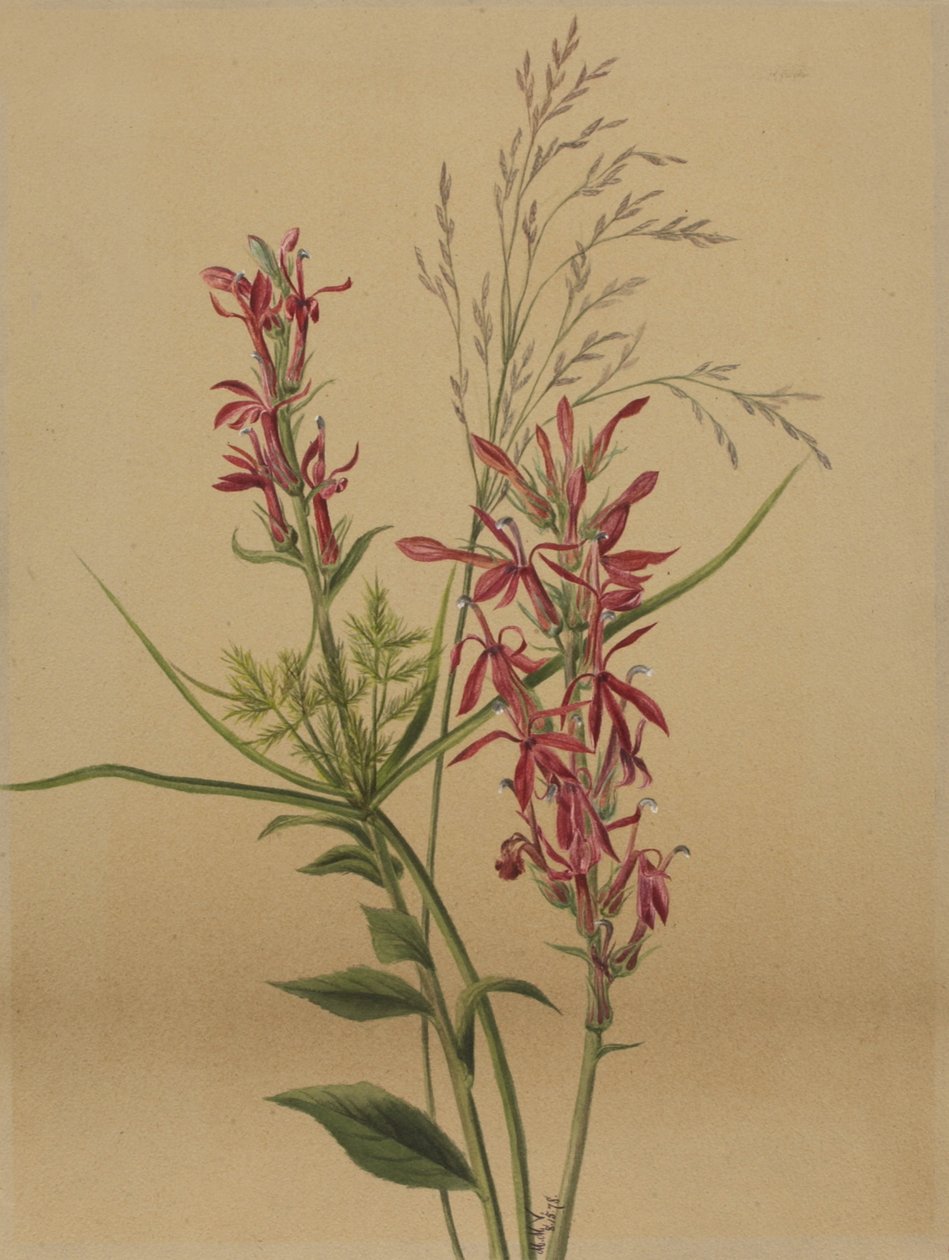Kardinální květ Lobelia cardinalis, 1878. od Mary Vaux Walcott