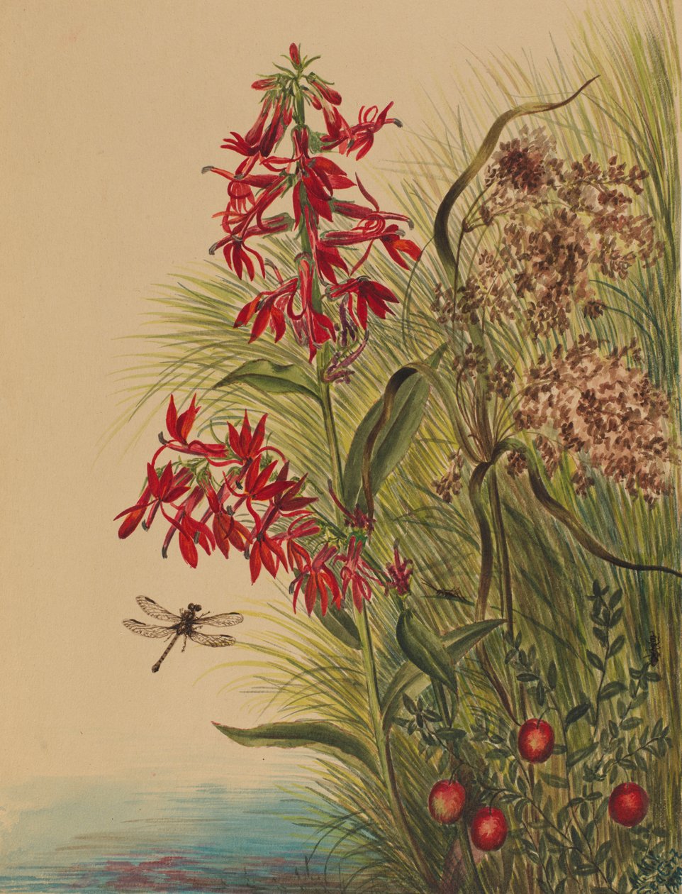 Kardinální květ Lobelia cardinalis, 1880. od Mary Vaux Walcott