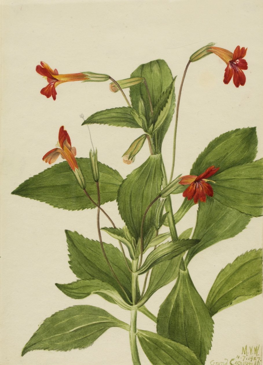 Opičí kvítek kardinál (Mimulus cardinalis) od Mary Vaux Walcott