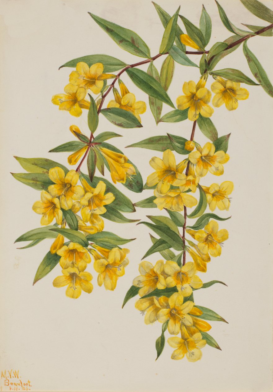 Carolina Jessamine Gelsemium sempervirens, 1926 od Mary Vaux Walcott