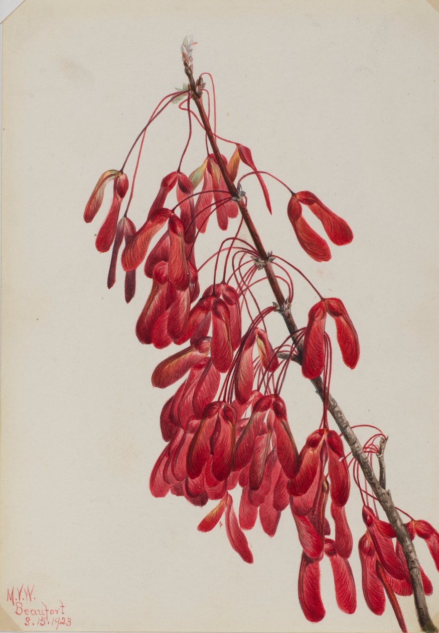 Javor karolinský (Acer carolinianum) od Mary Vaux Walcott
