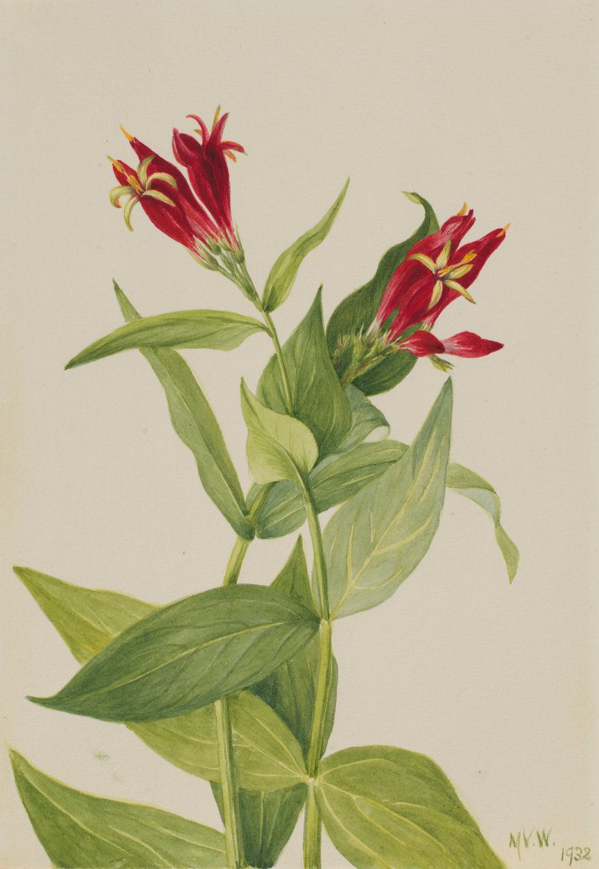 Carolina Pink (Spigelia marylandica) od Mary Vaux Walcott