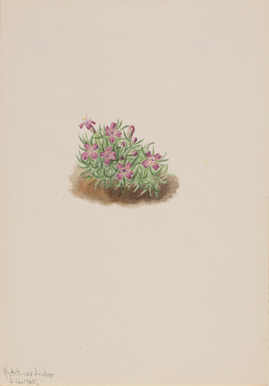 Koberec Pink Silene acaulis, 1905. od Mary Vaux Walcott