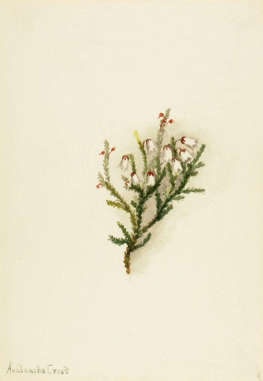 Cassiope (Cassiope mertensiana) od Mary Vaux Walcott