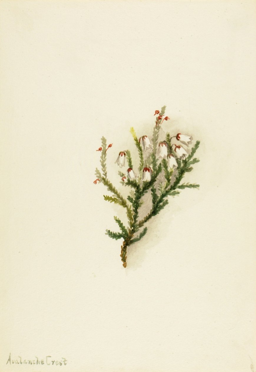 Cassiope Cassiope mertensiana, ca. 1900-1905. od Mary Vaux Walcott