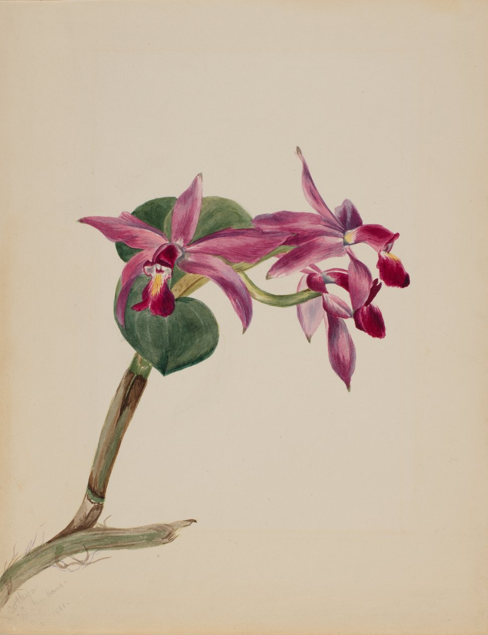 Cattlaya hrdý, 1881 od Mary Vaux Walcott