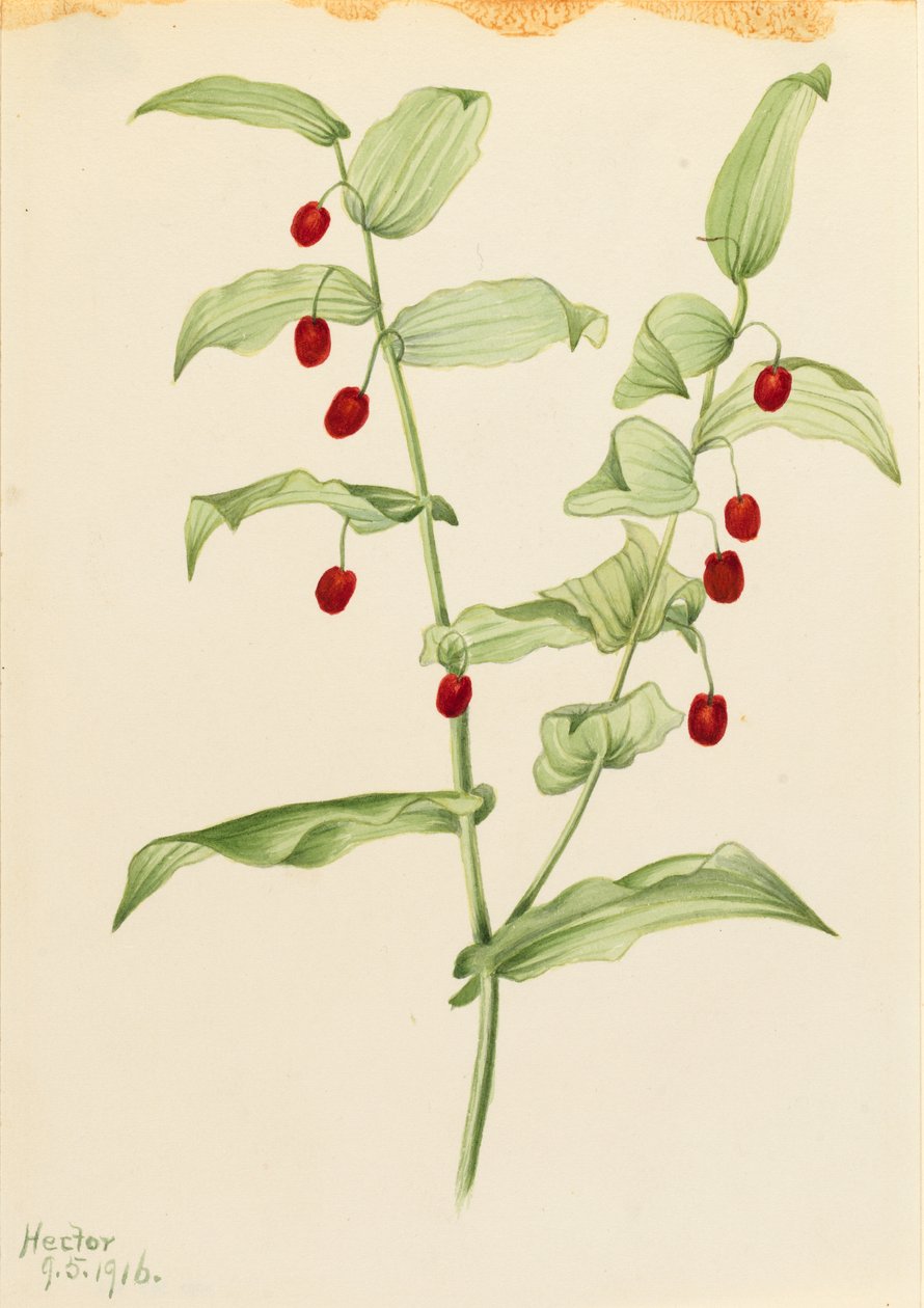 Kroucený stonek (Streptopus amplexifolius) od Mary Vaux Walcott