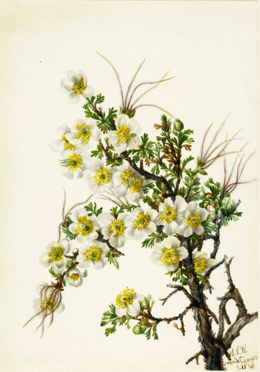 Cliffrose Cowania stansburiana, 1934. od Mary Vaux Walcott