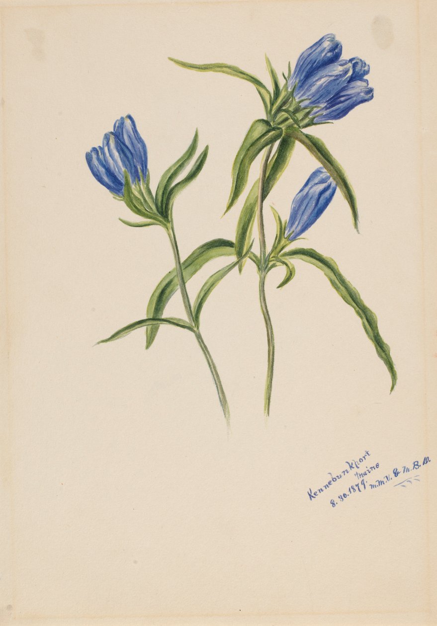 Hořec uzavřený (Gentiana andrewskii) od Mary Vaux Walcott