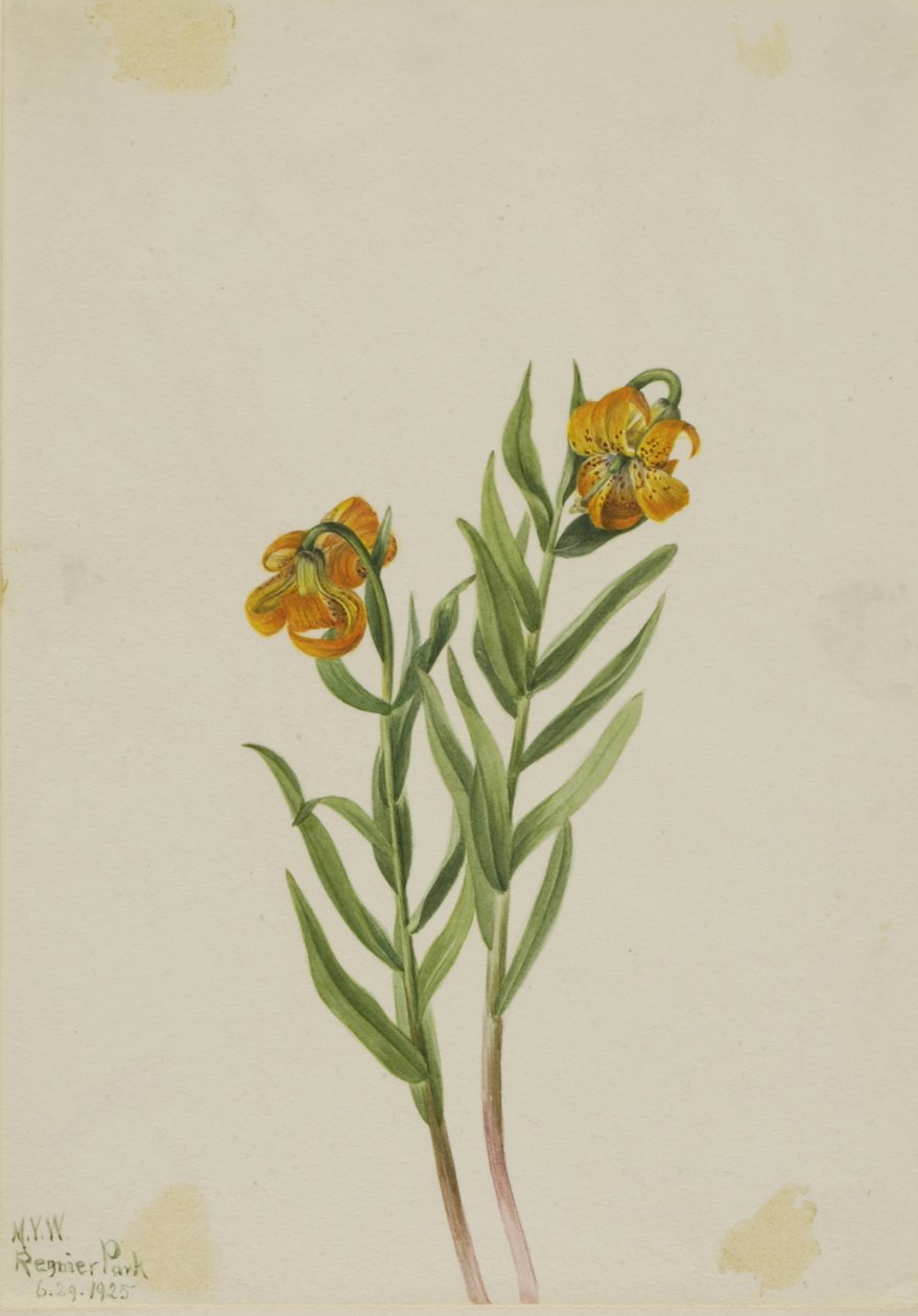 Lilie kolumbijská (Lilium columbianum) od Mary Vaux Walcott