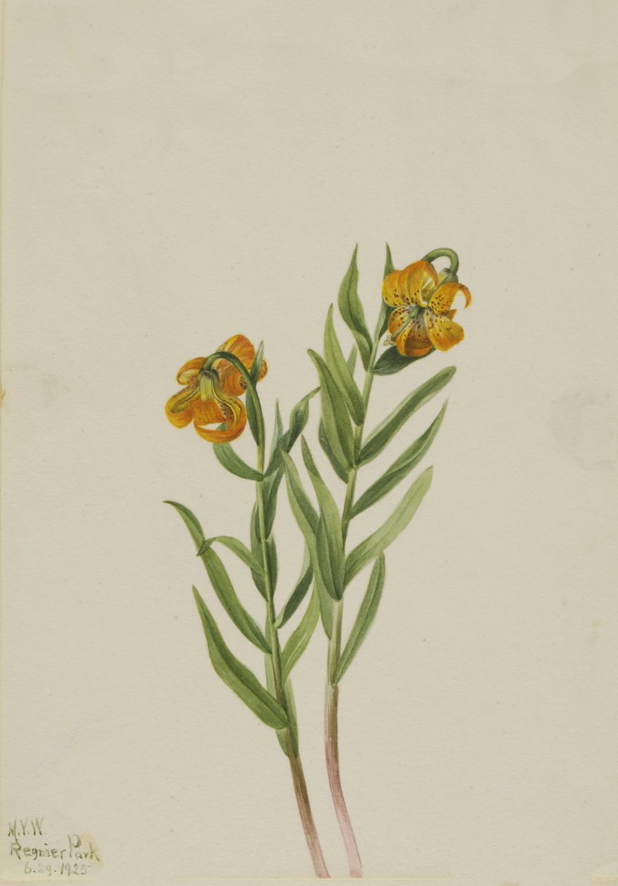Columbia Lily Lilium columbianum, 1925 od Mary Vaux Walcott