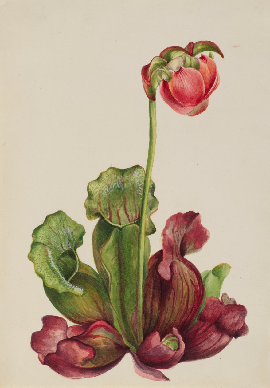Pálenka obecná Sarracenia purpurea venosa, 1931. od Mary Vaux Walcott