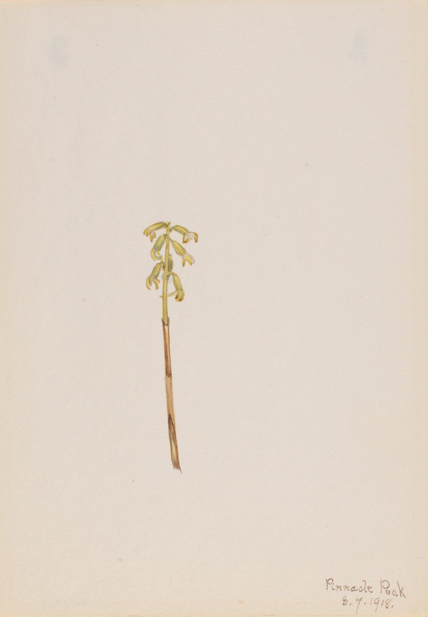 Corathorhiza corallorhiza od Mary Vaux Walcott